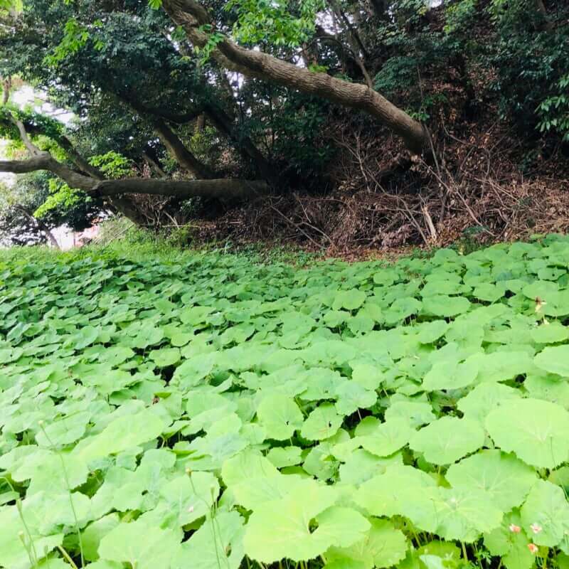 住宅地にあるせせらぎの小川