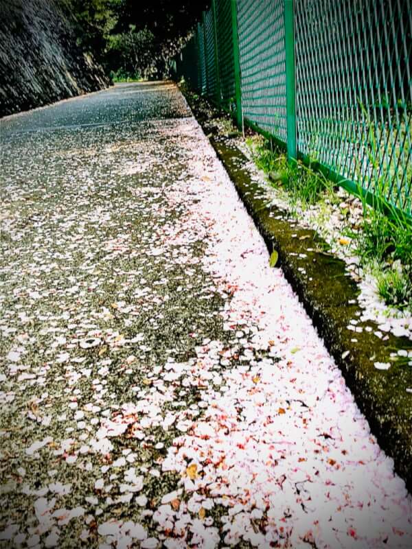 4月葉桜になりつつある散歩道